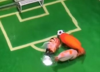 Los mejores memes y reels del vergonzoso episodio de los «peces sintientes»